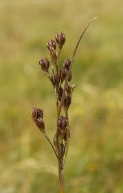 Attēlu rezultāti vaicājumam “Juncus gerardii bud”