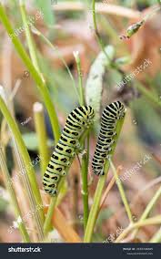 Attēlu rezultāti vaicājumam “Papilio machaon larva”
