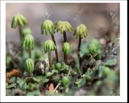 Attēlu rezultāti vaicājumam “Paraleucobryum longifolium sporophyte”