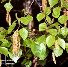 Attēlu rezultāti vaicājumam “Betula pubescens flower”