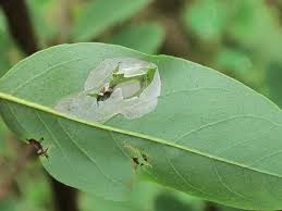 Attēlu rezultāti vaicājumam “Gracillariidae”