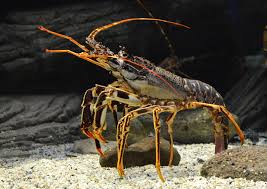 Image result for Palinurus elephas