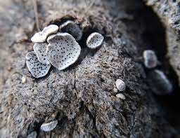 Attēlu rezultāti vaicājumam “Poronia punctata”