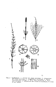 Attēlu rezultāti vaicājumam “Equisetum palustre”