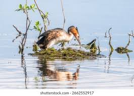 Attēlu rezultāti vaicājumam “Podiceps cristatus nest”