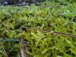 Attēlu rezultāti vaicājumam “Callicladium haldanianum”