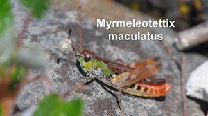 Attēlu rezultāti vaicājumam “Myrmeleotettix maculatus”