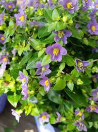 Image result for Exacum affine