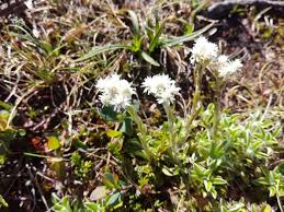 Attēlu rezultāti vaicājumam “Antennaria dioica male flower”