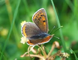 Attēlu rezultāti vaicājumam “Lycaena hippothoe male”