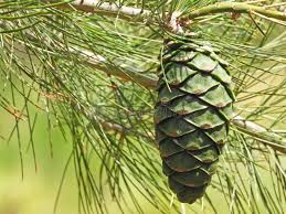 Attēlu rezultāti vaicājumam “Pinus ponderosa fruit”