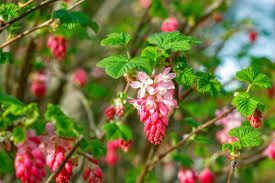 Attēlu rezultāti vaicājumam “Ribes nigrum flower”