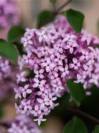 Image result for flieder