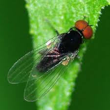 Attēlu rezultāti vaicājumam “Agathomyia wankowiczii”