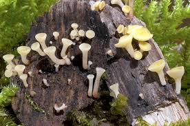 Attēlu rezultāti vaicājumam “Hymenoscyphus sp.”