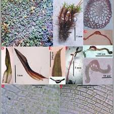 Attēlu rezultāti vaicājumam “Bryoerythrophyllum recurvirostrum sporophyte”