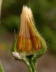 Attēlu rezultāti vaicājumam “Hieracium vulgatum bud”