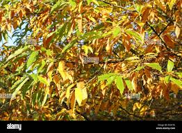 Attēlu rezultāti vaicājumam “Fagus sylvatica fo. laciniata”
