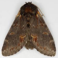 Attēlu rezultāti vaicājumam “Notodonta dromedarius”