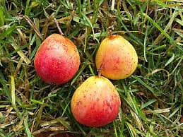 Attēlu rezultāti vaicājumam “Sorbus”