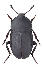 Attēlu rezultāti vaicājumam “Silpha obscura”