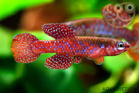 Image result for Aphyosemion