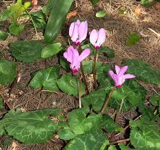 Image result for Cyclamen persicum