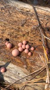 Attēlu rezultāti vaicājumam “Brefeldia maxima spores”