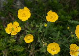Attēlu rezultāti vaicājumam “Ranunculus bulbosus”