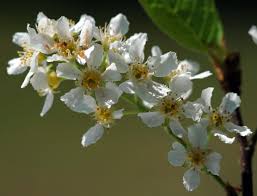 Attēlu rezultāti vaicājumam “Padus avium”