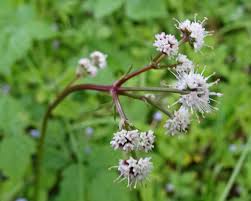 Attēlu rezultāti vaicājumam “Sanicula europaea bud”