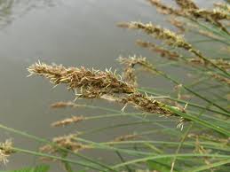 Attēlu rezultāti vaicājumam “Carex paniculata”