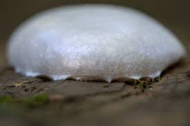 Attēlu rezultāti vaicājumam “Reticularia lycoperdon”