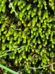 Attēlu rezultāti vaicājumam “Fissidens adianthoides”