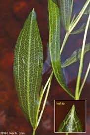 Attēlu rezultāti vaicājumam “Potamogeton gramineus”