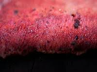 Attēlu rezultāti vaicājumam “Hyphodiscus hymeniophilus”