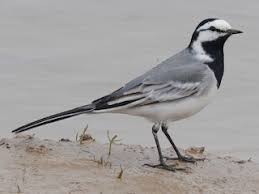 Attēlu rezultāti vaicājumam “Motacilla alba nest”