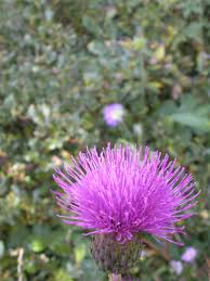 Image result for Alpendistel