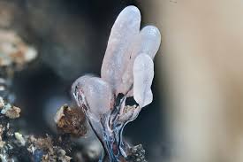 Attēlu rezultāti vaicājumam “Stemonitopsis sp.”