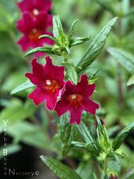 Image result for Mimulus x hybrida
