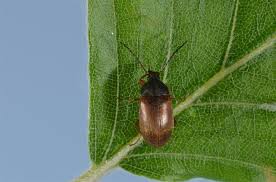 Attēlu rezultāti vaicājumam “Isomira murina”