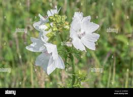 Attēlu rezultāti vaicājumam “Malva moschata alba leaf”