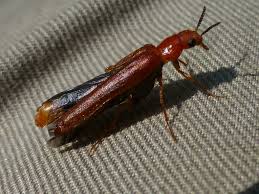 Attēlu rezultāti vaicājumam “Hylecoetus dermestoides male”