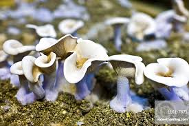 Attēlu rezultāti vaicājumam “Lepista nuda”