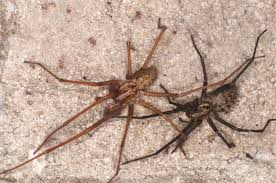 Attēlu rezultāti vaicājumam “Agelenidae”