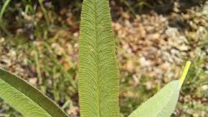 Attēlu rezultāti vaicājumam “Trifolium alpestre leaf”