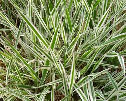 Attēlu rezultāti vaicājumam “Carex scandinavica”