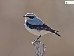Attēlu rezultāti vaicājumam “Oenanthe oenanthe female”