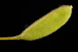 Attēlu rezultāti vaicājumam “Draba nemorosa fruit”