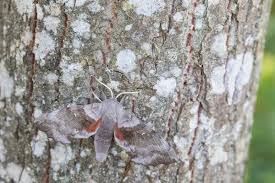 Attēlu rezultāti vaicājumam “Laothoe populi imago”